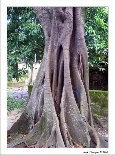 2005 - 11 - Rio - Pharmacie 05.JPG